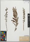 Foto von Salix humilis Marshall